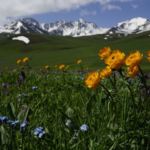 Trollius altaicus